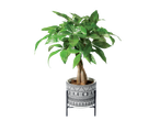 Money tree plant in a black and white patterned pot on a stand