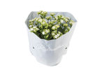 Un buchet de Kalanchoe albe, învelit în hârtie.