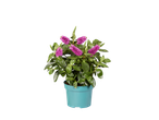 A potted plant with vibrant pink flowers and green leaves in a teal pot.
