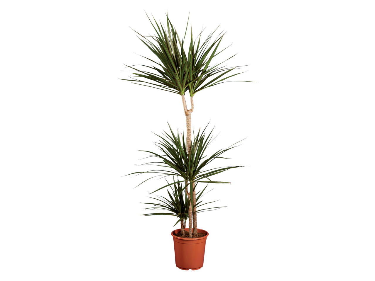 Uma planta Dracaena marginata em um vaso de terracota.