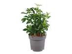 A vibrant green potted plant with glossy leaves and new growth, set against a black background.