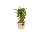 Planta verde em vaso de vime.
