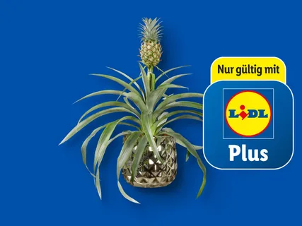 Zier-Ananas in Keramik