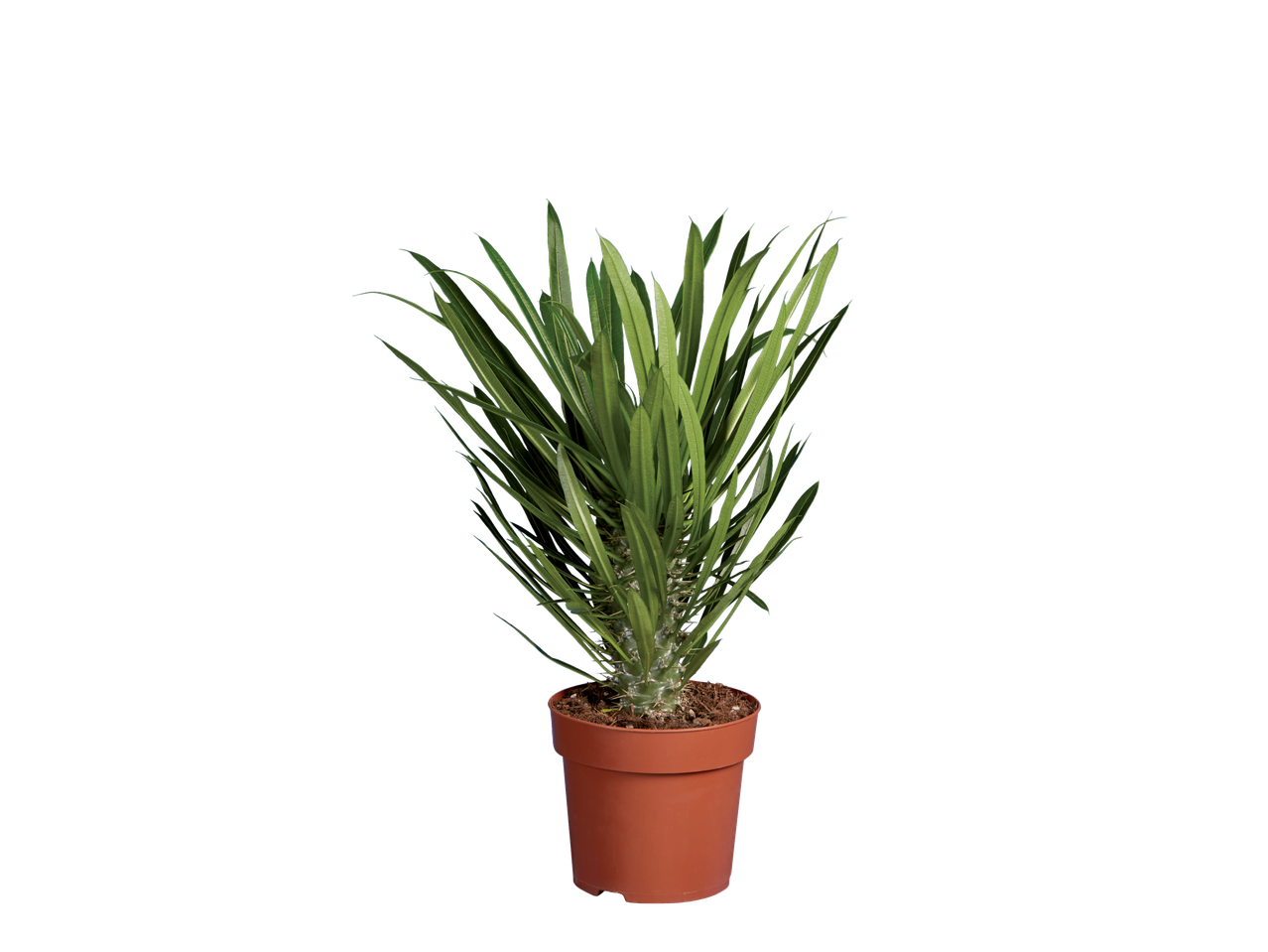 Succulent plant in a pot.