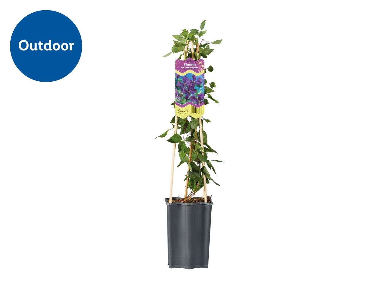 Potted Clematis vit. 'Polish Spirit' plant with a label, marked for outdoor use.