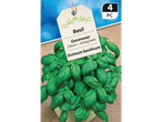 4 Genovese basil plants: classic, strong herb.