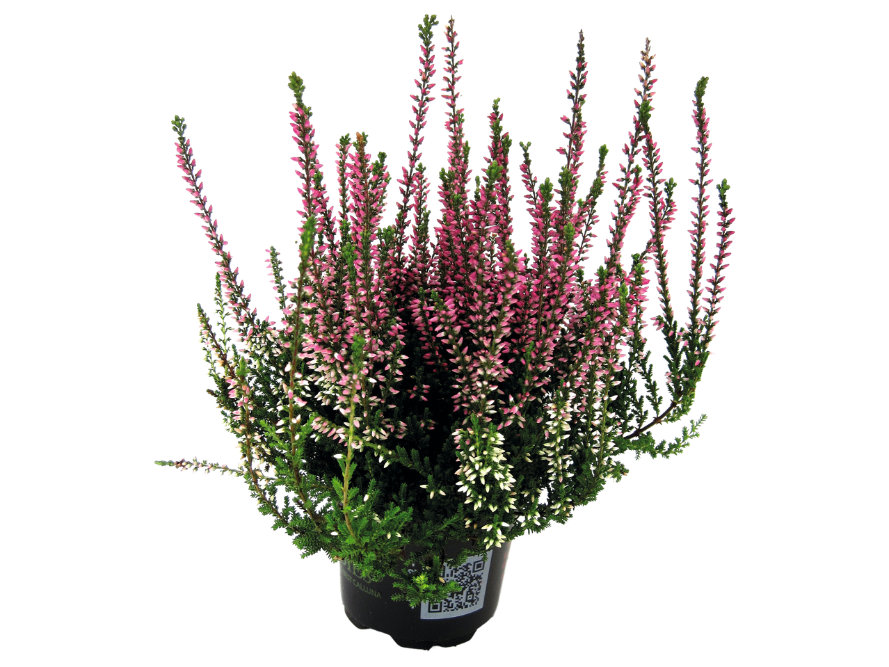 Potted Autumn Heather plant with pink and white flowers