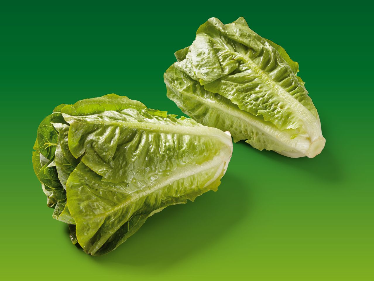 Zwei frische Römersalate vor grünem Hintergrund.