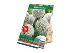 Pack of 25 Allium 'Ping Pong' flower bulbs
