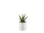 Sansevieria em vaso branco.