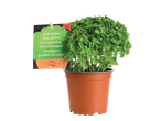 Planta de manjericão em vaso da Lidl.