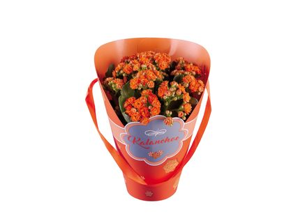 Korallvirág ajándékcsomagolásban*