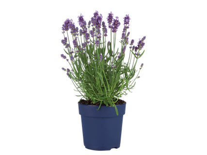 Lavendel angustifolia