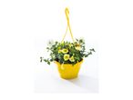 Yellow hanging basket with white and yellow flowering plants.