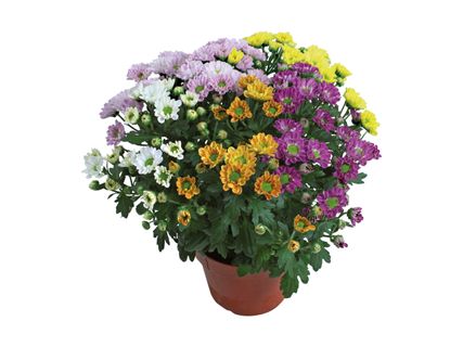 5-farvet Krysantemum
