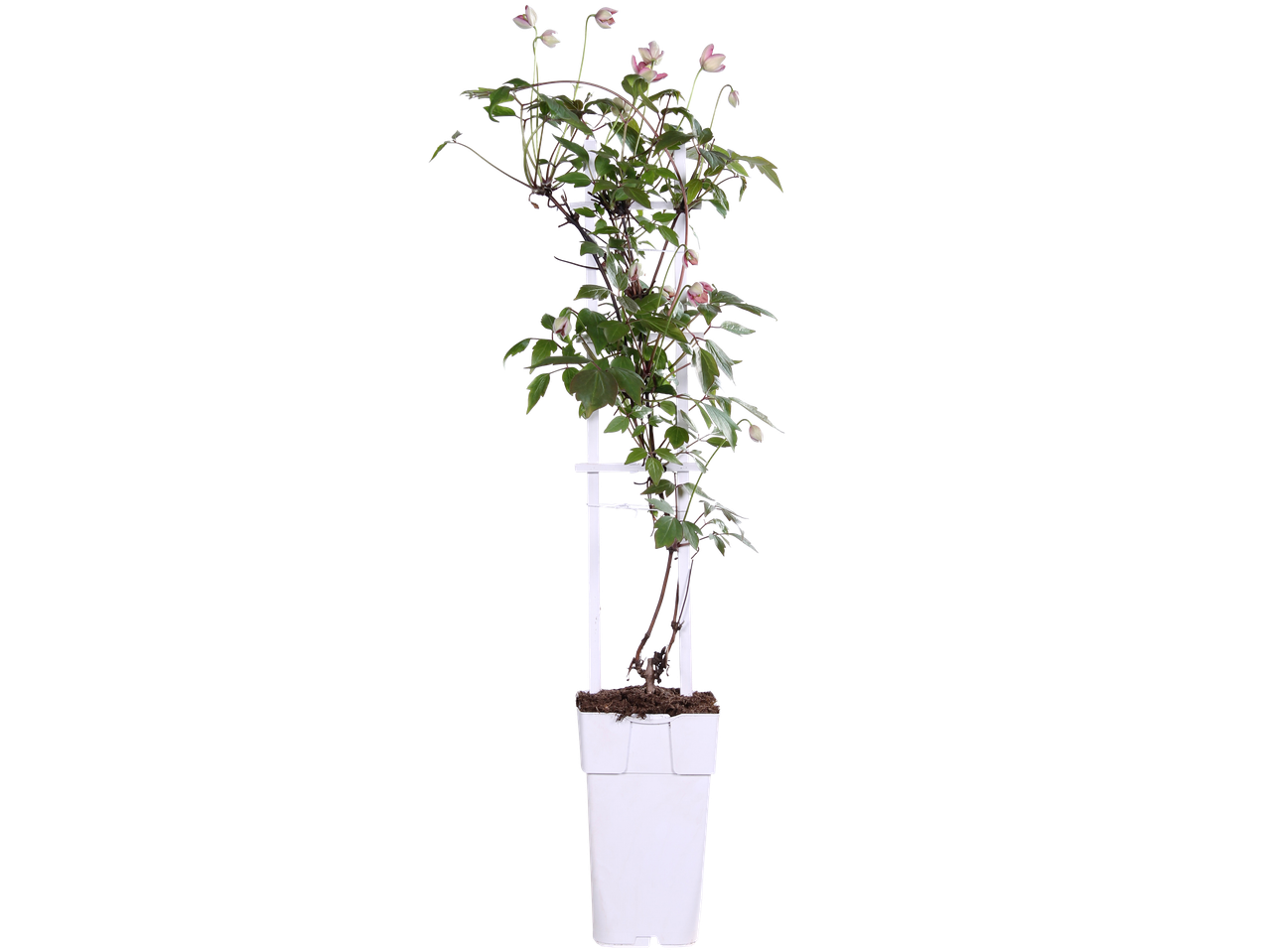 Klimplant met roze bloemen in een witte pot en rek.