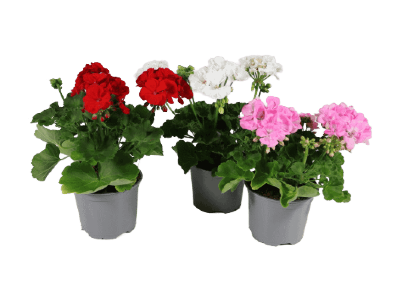 Kotimainen pelargoni