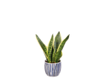 Snake plant in a blue and white striped ceramic pot.