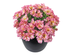 Roze alstroemeria's in een zwarte pot.