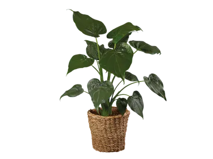 Kamerplantenmix in rieten mand