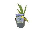 Potted African Lily Blue plant with a label that reads 'Great for patio containers'