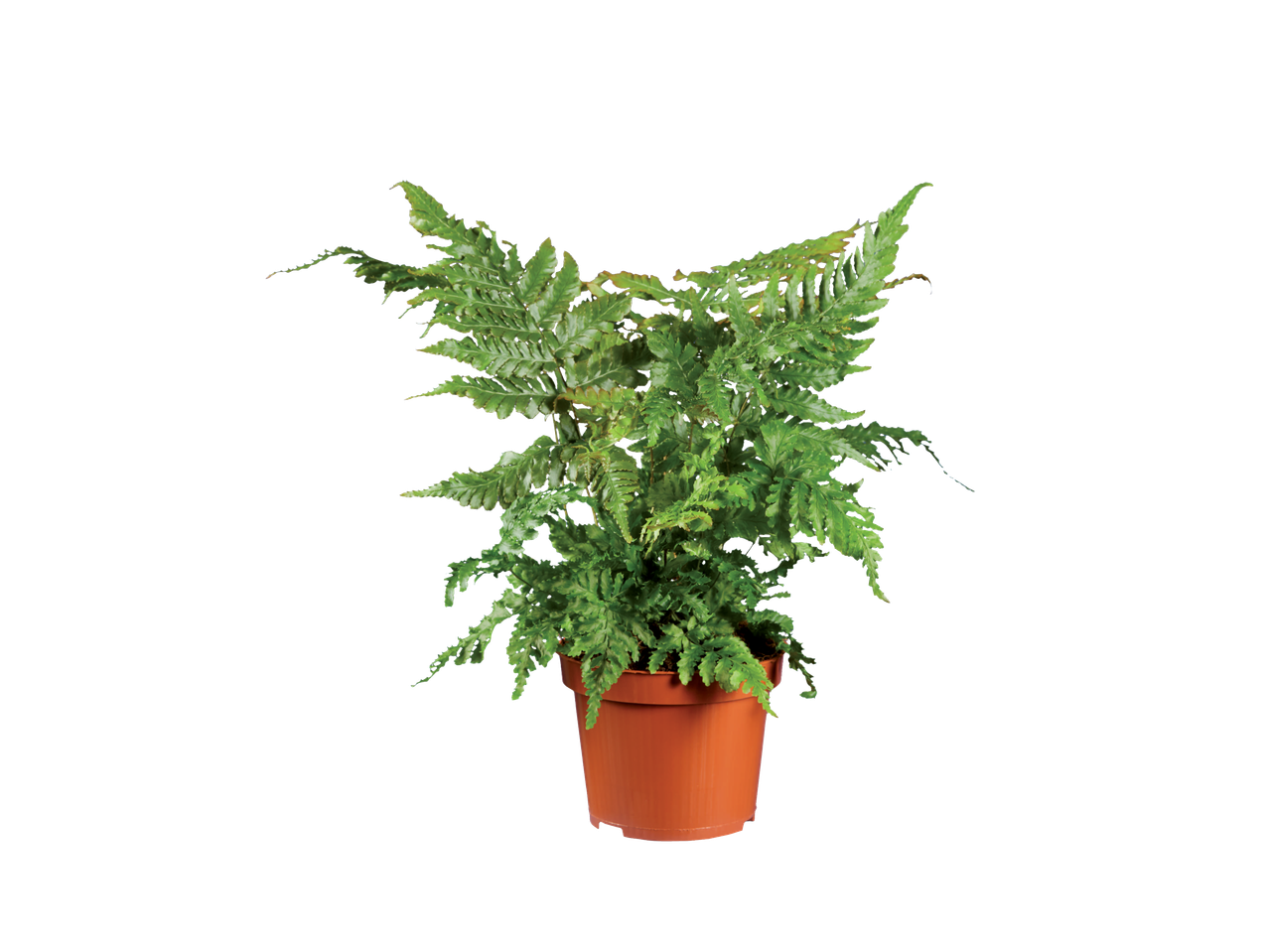 A vibrant green fern plant in a brown pot.