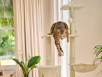 Котка на драскалка за котки, до прозорец с пердета и стайно растение.