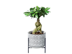 Easy care stand plant with a bonsai tree in a patterned pot.