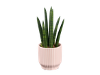 Planta cobra em vaso rosa claro.