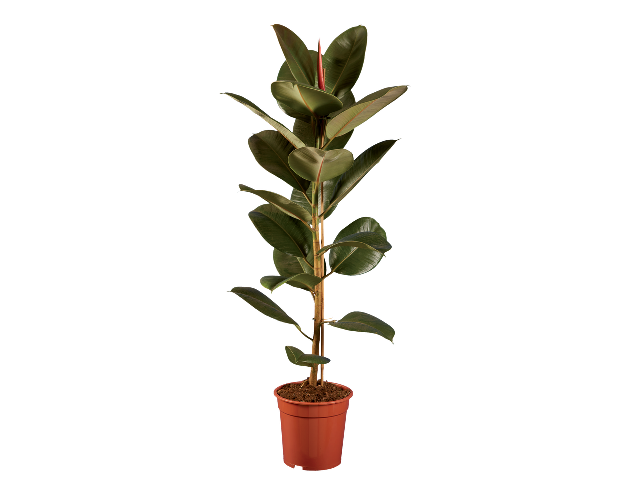 Jonge rubberplant in een bruine pot.