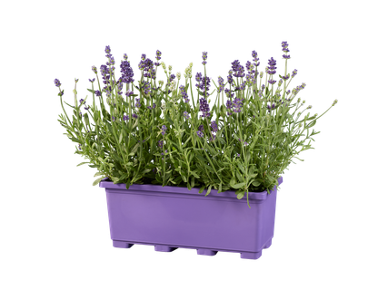 Jardinière lavande