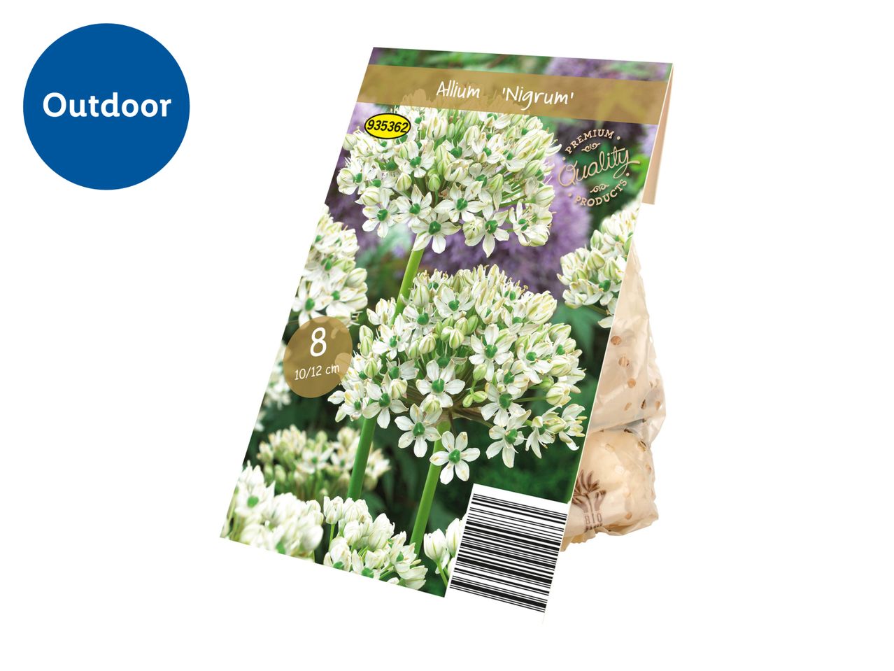 Allium 'Nigrum' flower bulbs in packaging with 'Outdoor' label