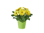 Yellow gerbera daisies in a light green pot.
