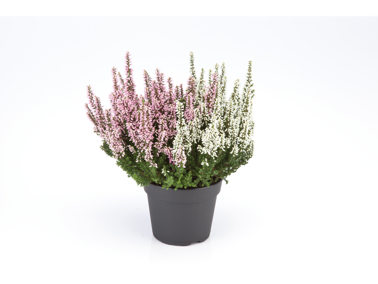 Plantă de erică bicoloră într-un ghiveci negru.