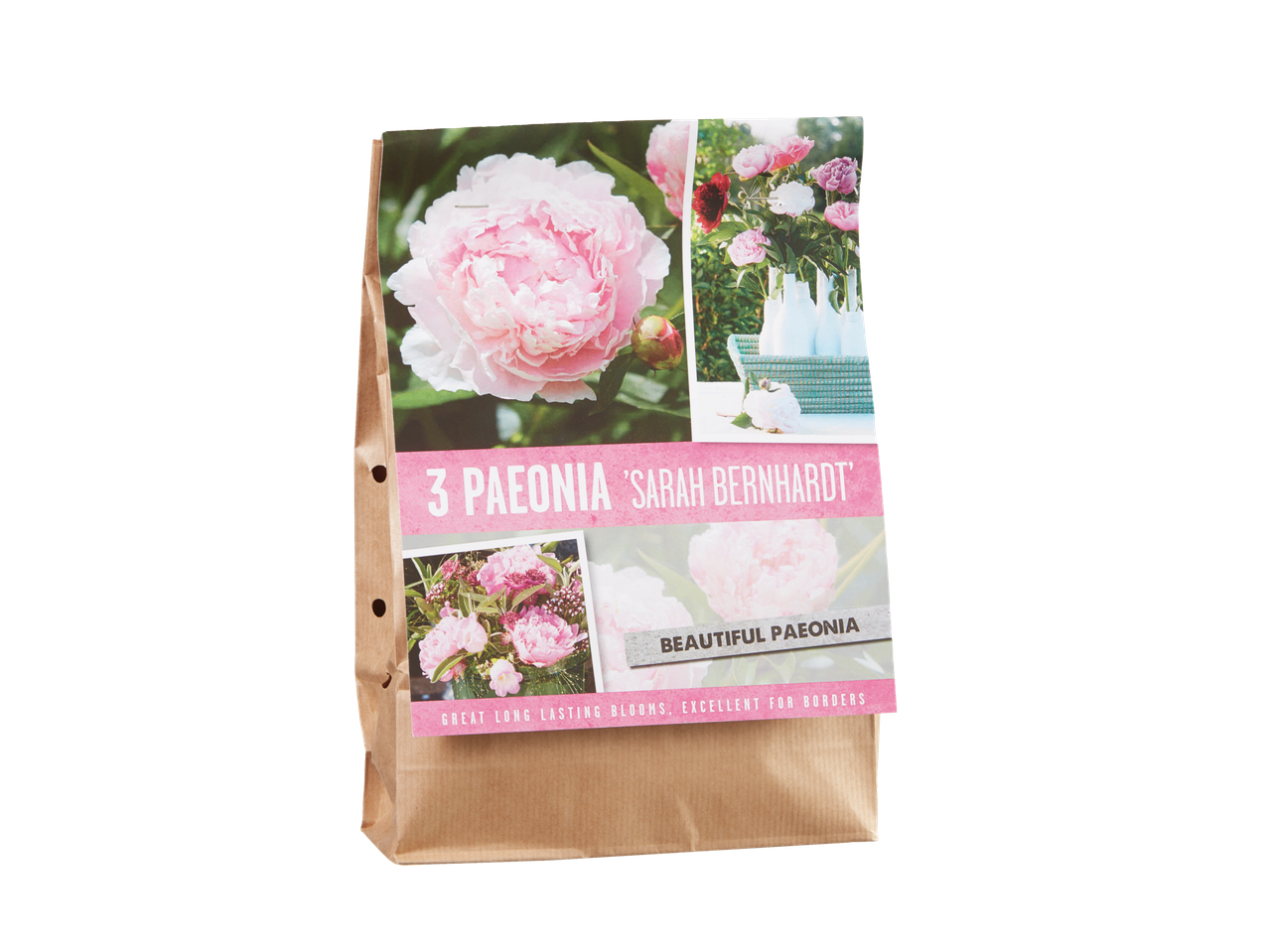 Pakovanje 3 lukovice božura 'Sarah Bernhardt' sa ružičastim cvetovima.