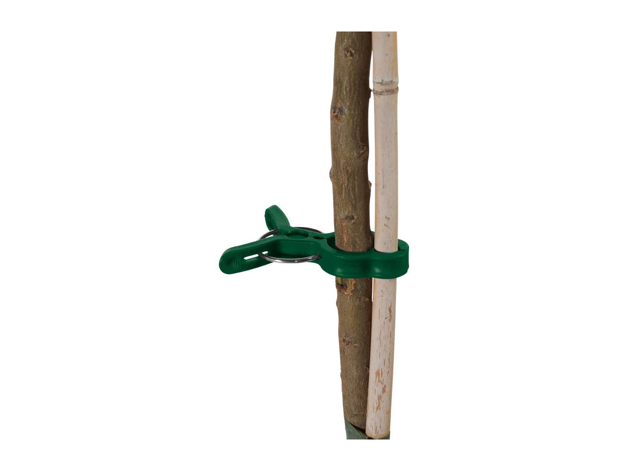 Green plant clip securing a tree sapling to a wooden stake.