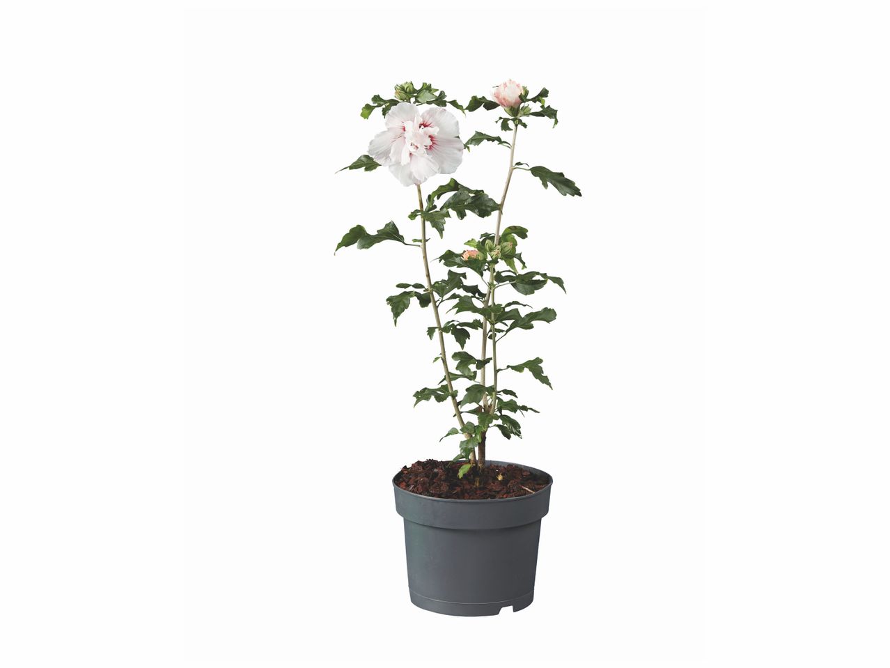 Rosier grimpant blanc en pot.