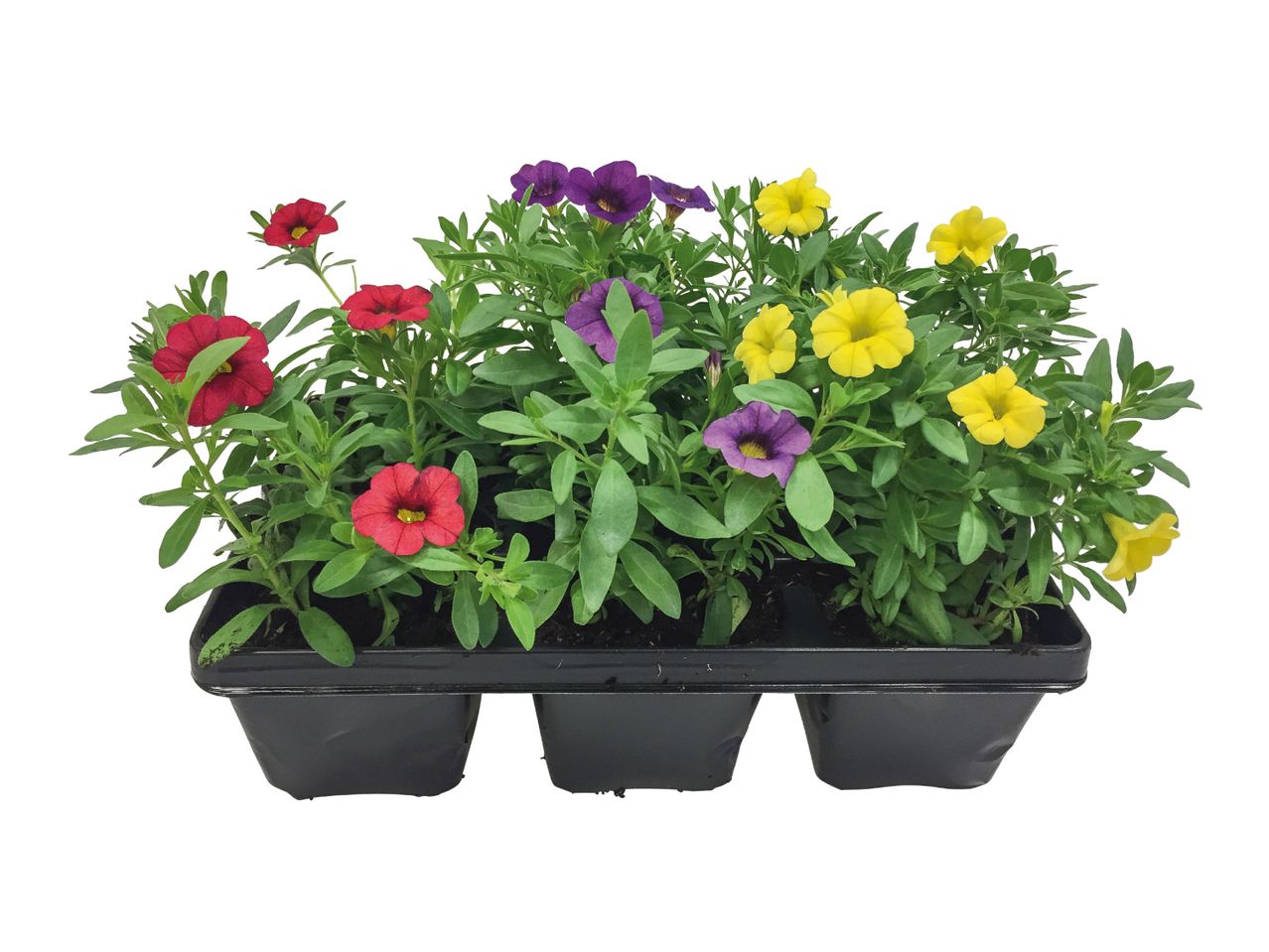 Tray of red, purple, and yellow calibrachoa flowers in black pots.