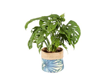 Zöldnövények jutazsákban*