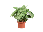 Syngonium plant in een bruine pot.