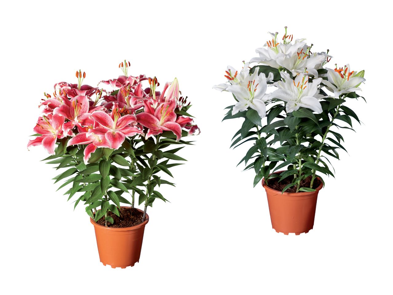 To potteplanter med liljer, en med lyserøde blomster og en med hvide blomster.