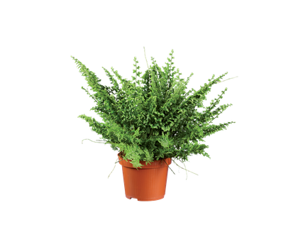 Vine & Fern Selection