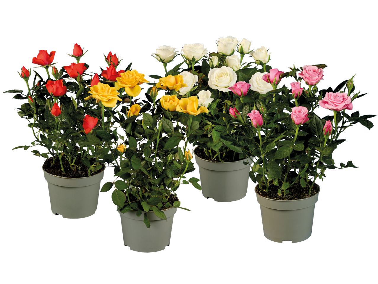Röda, gula, vita och rosa rosor i krukor.
