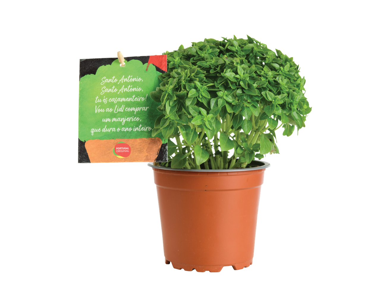 Planta de manjericão em vaso da Lidl.