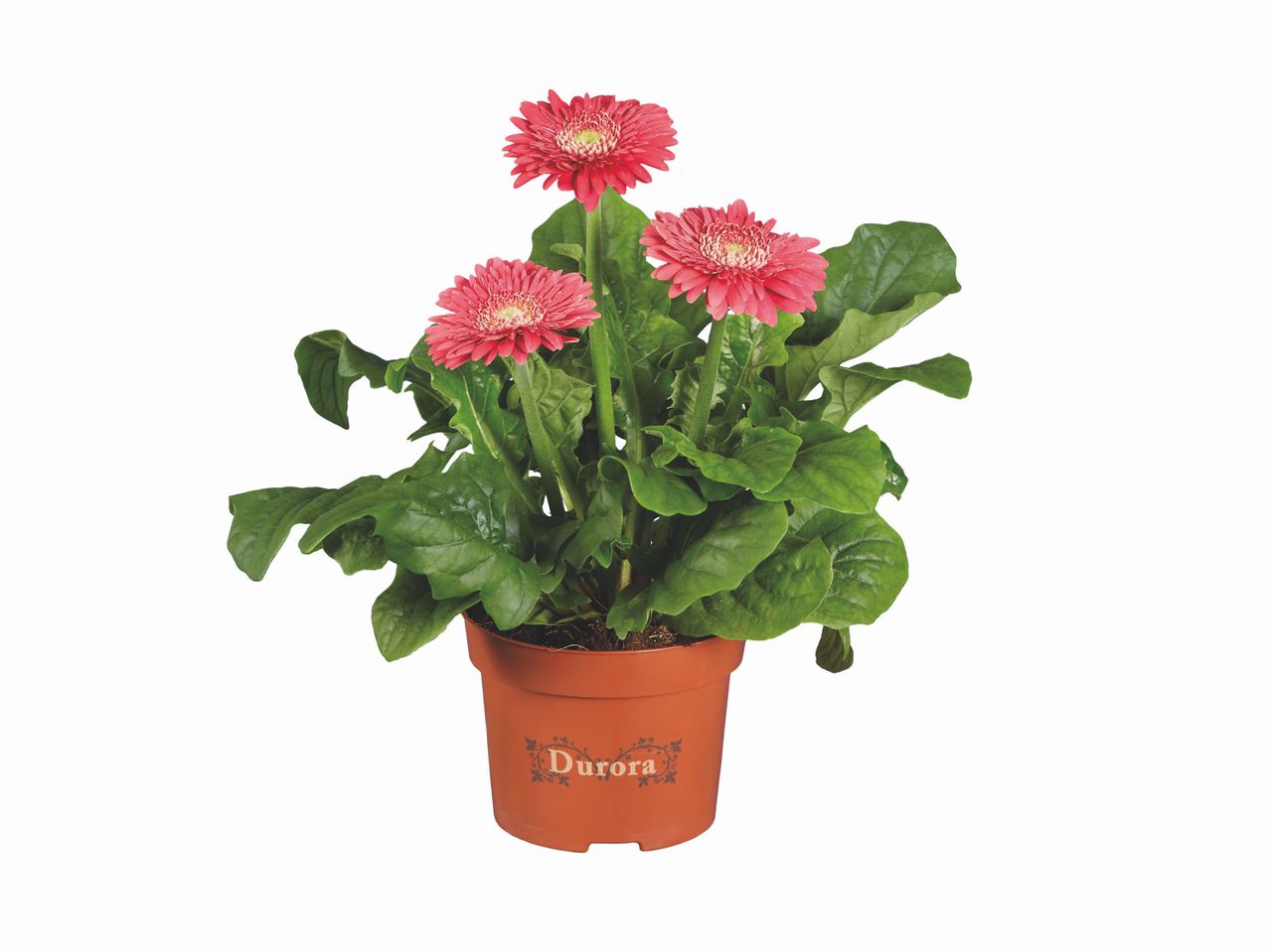Gerberas roses en pot Durora.