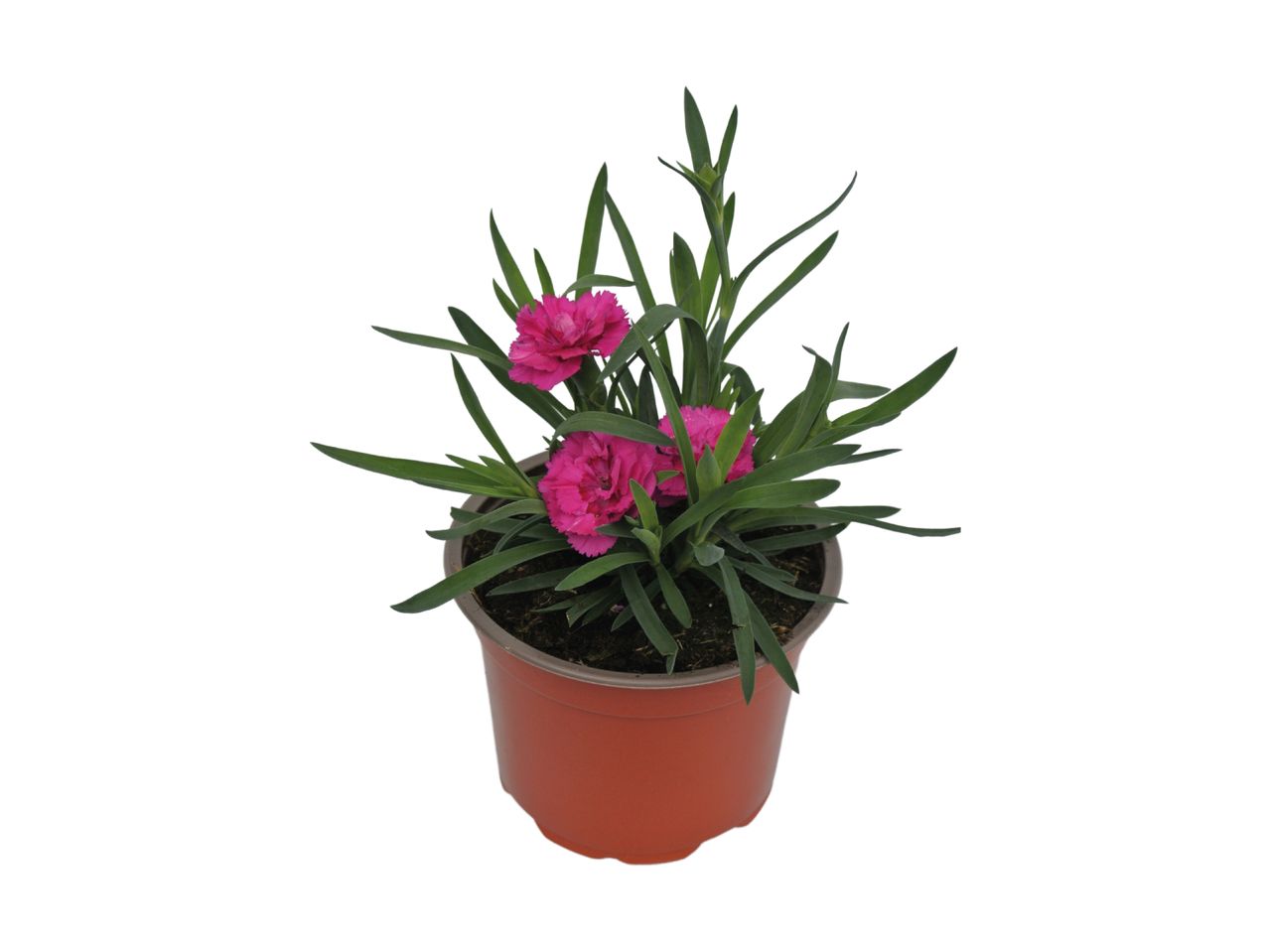 Potted plant with vibrant pink flowers and green foliage