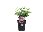 Hortensia 'Diamant Rouge' in pot.