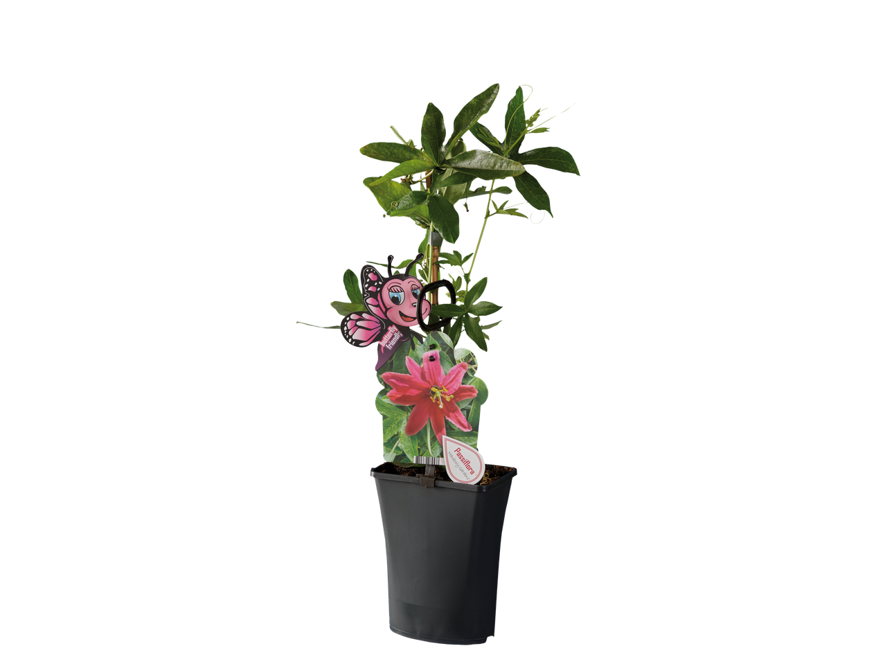 Passiebloem plant in pot met decoratieve vlinder.