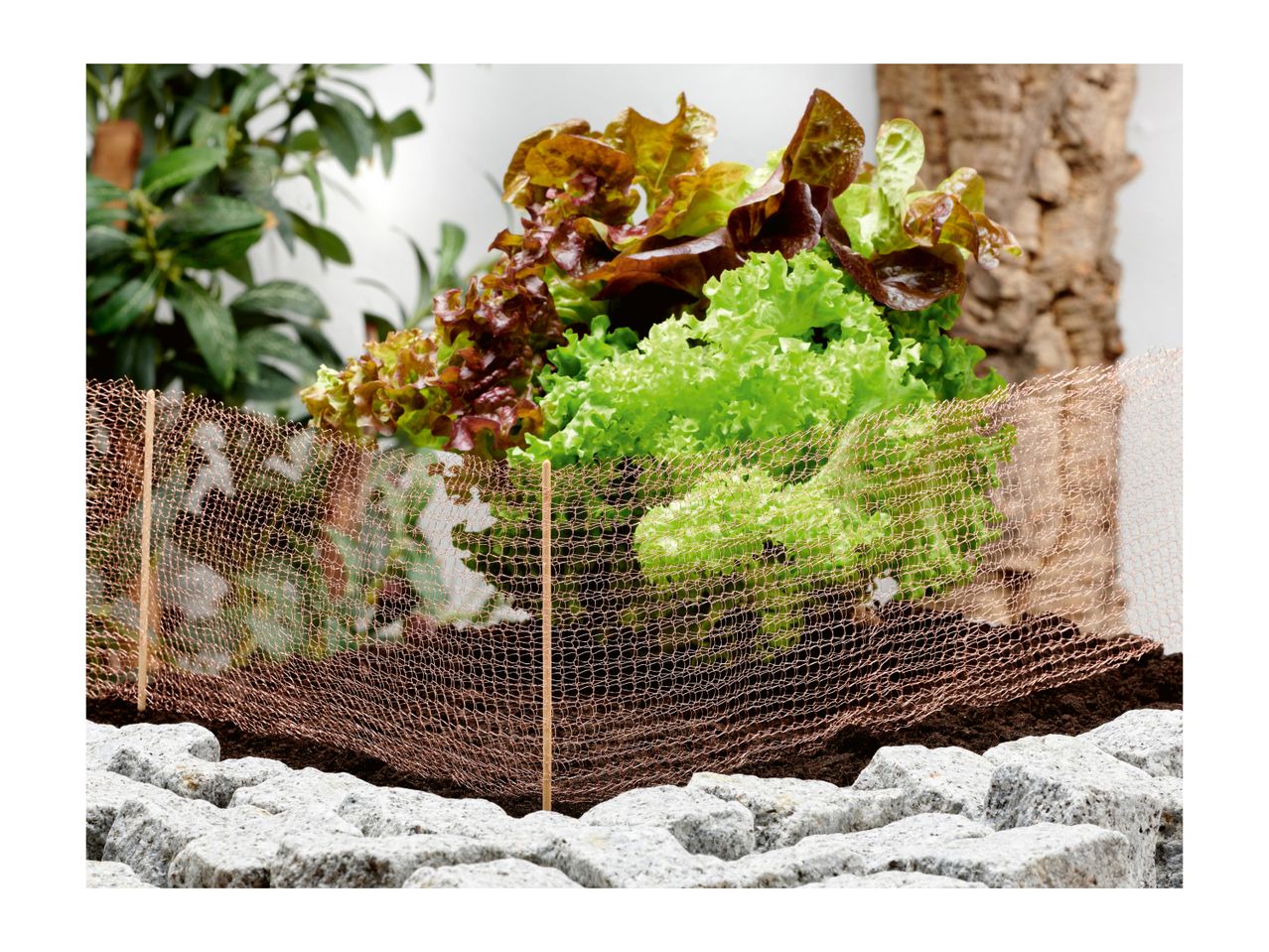 Fresh green and red lettuce growing in soil, protected by a copper mesh fence, with rocks in the foreground.