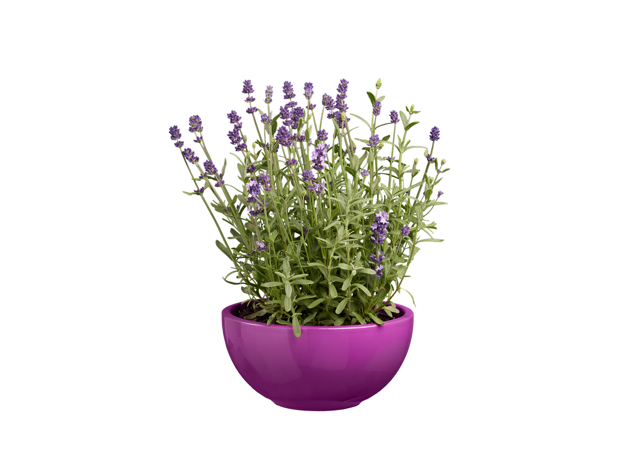 Lavender in a purple pot.